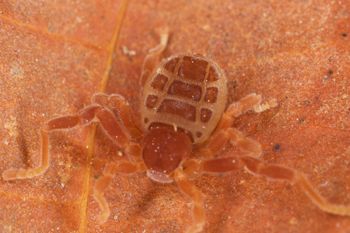 Media type: image;   Invertebrate Zoology 30915